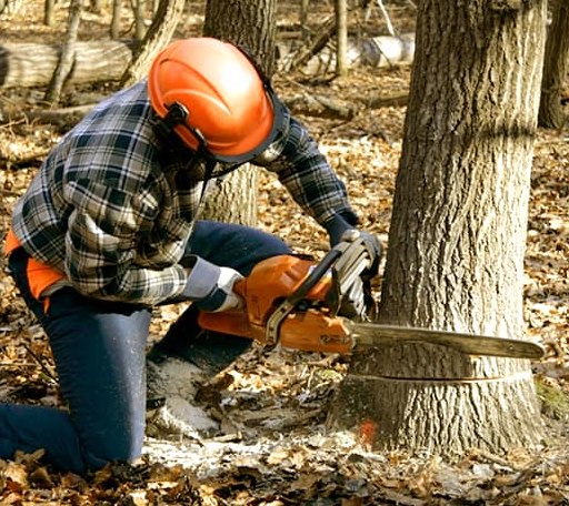 Tree Removal in Weogufka, AL